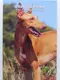 Malta 2 Euro Münze - Einheimische Arten - Il-Kelb tal-Fenek - Der Pharaonenhund 2026 - Coincard - © Münzenhandel Renger