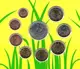 San Marino Euromünzen Kursmünzensatz mit 5 Euro Silbermünze - Schutz der Wildtiere in San Marino 2023 - © Coinf