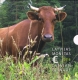 Lettland Euro Münzen Kursmünzensatz - Milchwirtschaft in Lettland 2016