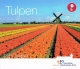 Niederlande Euro Münzen Kursmünzensatz World Money Fair - Berlin - Tulpen 2017