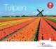 Niederlande Euro Münzen Kursmünzensatz World Money Fair - Berlin - Tulpen 2017 - © Zafira