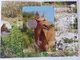 Malta 2 Euro Münze - Einheimische Arten - Il-Kelb tal-Fenek - Der Pharaonenhund 2026 - Coincard - © Münzenhandel Renger