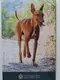 Malta 2 Euro Münze - Einheimische Arten - Il-Kelb tal-Fenek - Der Pharaonenhund 2026 - Coincard - © Münzenhandel Renger